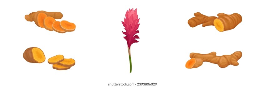 Ginger Plant with Root and Flower as Aromatic Spice Vector Set