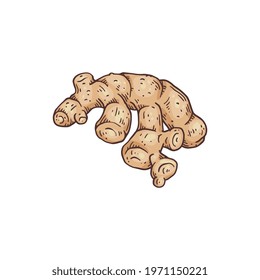 Ginger plant root sketch hand drawn image, vector illustration isolated on white background. Food spicy ginger rhizome or root in vintage engraving style.