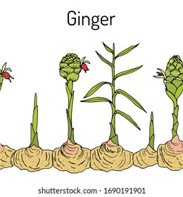 Ginger plant seamless border. Hand drawn vector illustration