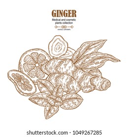 Ginger plant set. Hand drawn composition with ginger root, flowers, mint leaves and lemon tea isolated on white background. Vector illustration engraved. Medical and cosmetic plant collection.