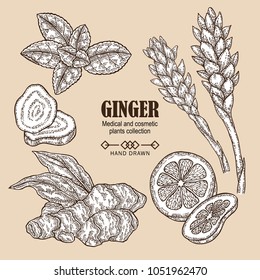 Ginger plant set. Hand drawn ginger root and flowers. Vector illustration in sketch style. Medical and cosmetic plant collection.
