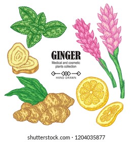 Ginger plant set. Hand drawn ginger root, flowers, mint leaves an lemon isolated on white background. Vector illustration. Medical and cosmetic plant collection.
