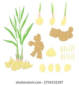 Ginger Plant Variety Set (Root, Leaves, Slices)