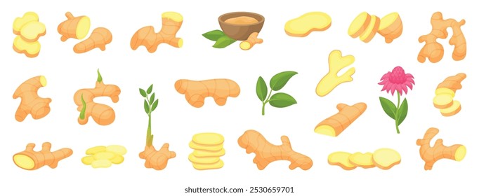 Ginger plants. Gingers powder in bowl, root slices and half with green sprout and flower. Fresh raw spices, naturopathy and cooking neoteric vector elements