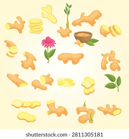 Ginger plants gingers powder in bowl root slices and half with green sprout and flower fresh raw spices naturopathy and cooking neoteric vector elements