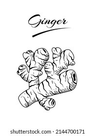 Ginger rhizome sketch, isolated on a white background. vector illustration.