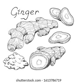 Ginger root. Asian Chinese traditional medicine. Whole, cuted root, sliced pieces, dry powder. Spicy condiment. Hand-drawn ink sketch.