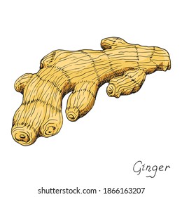 Ginger root. Asian Chinese traditional medicine. Herb. Spicy condiment. Isolated illustration. Hand-drawn ink sketch