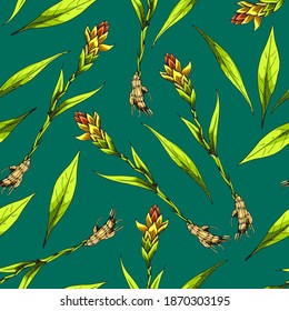 Ginger root. Asian Chinese traditional medicine. Herb. Whole plant, flower, leaves. Spicy condiment. Seamless background with pattern.