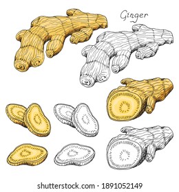 Ginger root. Asian Chinese traditional medicine. Herb. Whole plant, cuted root, sliced pieces. Spicy condiment. Isolated clipart set on white background. Hand-drawn ink sketch.