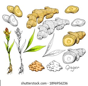 Ginger root. Asian Chinese traditional medicine. Herb. Whole plant, cuted root, sliced pieces, dry powder, flower, leaves. Spicy condiment. Isolated clipart set. Hand-drawn ink sketch.