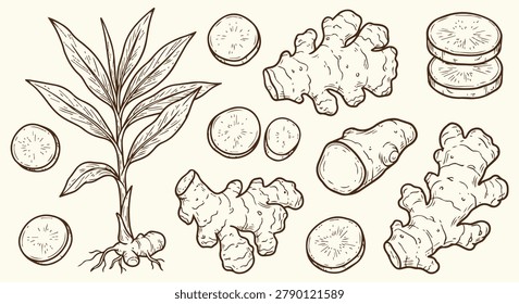Ginger root botanical sketch collection with sliced pieces and plant illustration isolated for herbal medicine nutrition cooking spice products and natural health designs