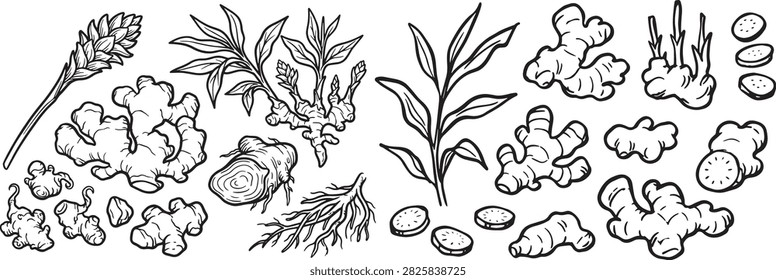 Ginger root botanical sketch vector set, spice, herb, plant, rhizome, slice