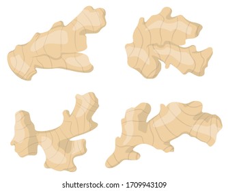 Ginger root in cartoon style. Healthy food.