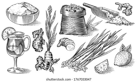 Raíz de jengibre, rizoma picado, planta fresca, Bolsa y té en vaso de vidrio. Esbozo dibujado a mano grabado por el vector. Piezas de juego de ingredientes. Especie desconcertante. 