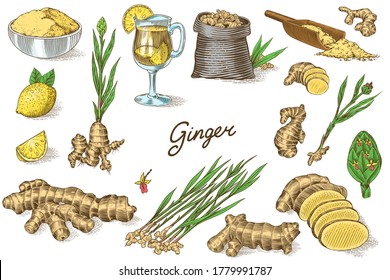Ginger root, Chopped rhizome, Fresh plant, Bag and tea in glass cup. Vector Engraved hand drawn sketch. Pieces of ingredient set. Detox spice. 