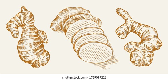 Ginger root, Chopped rhizome, Fresh plant. Vector Engraved hand drawn sketch. Pieces of ingredient set. Detox spice. 