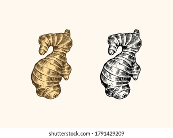 Raíz de jengibre, rizoma picado, planta fresca. Esbozo dibujado a mano grabado por el vector. Piezas de juego de ingredientes. Especie desconcertante. 