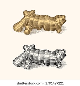 Ginger root, Chopped rhizome, Fresh plant. Vector Engraved hand drawn sketch. Pieces of ingredient set. Detox spice. 
