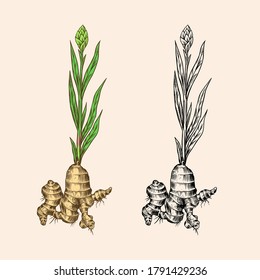 Ginger root, Chopped rhizome, Fresh plant. Vector Engraved hand drawn sketch. Pieces of ingredient set. Detox spice. 