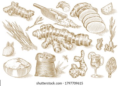 Ginger root, Chopped rhizome, Fresh plant, Bag and tea in glass cup. Vector Engraved hand drawn sketch. Pieces of ingredient set. Detox spice. 