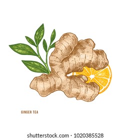 Ginger root, citrus and tea illustration. Vintage style. Vector illlustration