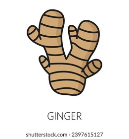 Ginger root color outline icon. Vector ginger culinary seasoning used in medicine, spicy food. Rhizome aroma food