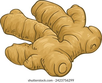 Ginger Root Colored Detailed Illustration.