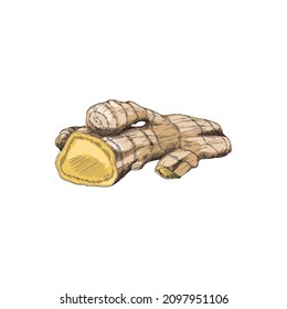 Ginger root colored sketch. Turmeric root hand drawn in ink and pencil style vector illustration. Spicy root cut, isolated.