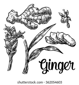 Ginger. Root, cutting, leaves, flower buds, stems. Engraving vintage vector black illustration. Isolated on white background. Hand drawn design element for label and poster