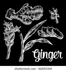 Ginger. Root, cutting, leaves, flower buds, stems. Engraving vintage vector 
 white illustration. Isolated on black background. Hand drawn design element for label and poster