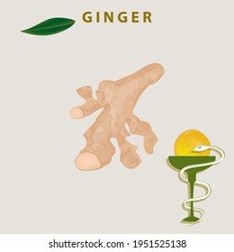 Ginger root, drop of oil, medical symbol - snake and bowl - vector. Medicinal plant. Beauty and health. Slimming.