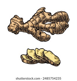 Ginger root. Engraving vintage vector black illustration. Isolated on white background. Hand drawn design element for label and poster