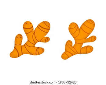 Ilustración vectorial plana de la raíz de Ginger