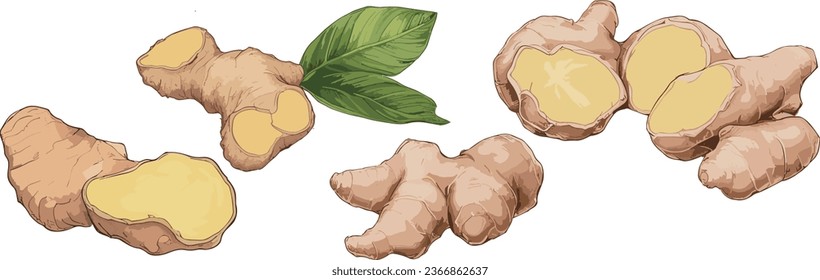 ginger root food set cartoon. ingredient organic, spice herb, healthy plant, fresh raw, vegetable medicine, nature seasoning ginger root food vector illustration