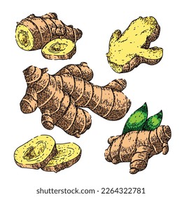 ginger root food set hand drawn vector. ingredient organic, spice herb, healthy plant, fresh raw, vegetable medicine, nature seasoning ginger root food sketch. isolated color illustration