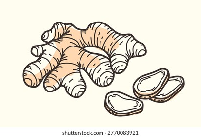 Ginger root, fresh spice slices, ginger rhizome vector, hand drawn line art illustration of organic zingiber isolated on light background