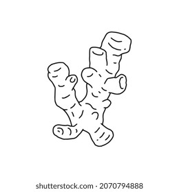 Ginger root hand drawn black line vector illustration isolated on white background. Fragrant spice of ginger food ingredient for cooking and medicine.