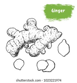 Ginger root hand drawn sketch. Vintage vector illustration. Label or icon for design of package. Retro style image.
