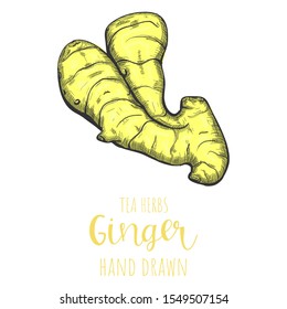 Ginger root hand drawn vector illustration, isolated herbal tea sketch.