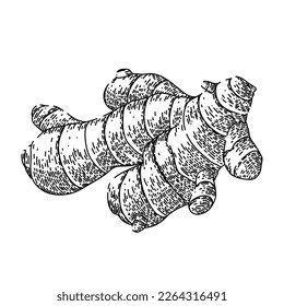 ginger root hand drawn vector. food plant, medicine spice, vegetable culture herbal, herb healthy raw, nature ginger root sketch. isolated black illustration