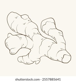 Ginger root, hand drawn vector illustration