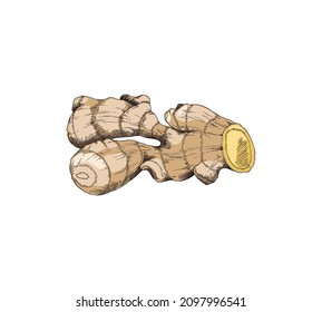 Ginger root healthy plant in hand drawn sketch style, vector illustration isolated on white background. Vintage spice with engraving, cooking and folk medicine.