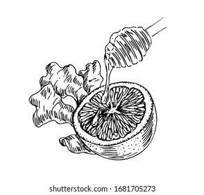Ginger root, honey and orange fruit in line art style. Immunity therapy.