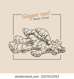 Ginger root, illustration in the style of a medieval engraving