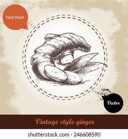 Ginger root illustration. Vintage retro background with hand drawn sketch ginger root. Herbs and spices vector illustration