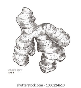 Ginger root illustration. Vintage style. Vector illlustration