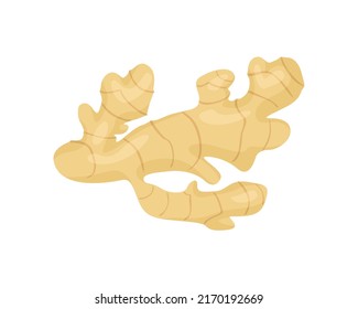 Ingwer-Wurzel einzeln auf Weiß. Vektorgrafik-Flach-Illustration. Das Symbol für gesundes Essen.