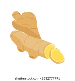 Ginger root isolated on white background. Healthy food and medicinal herb, plant. Vector illustration.