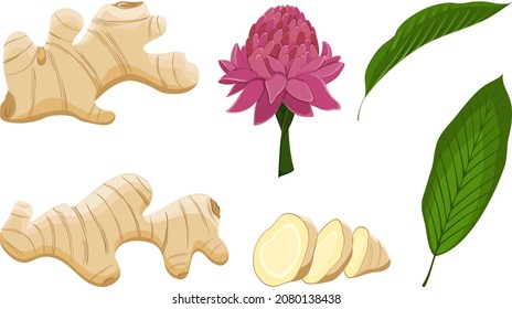 Ginger root, leaves and flower. Cut the ginger into pieces. Set of plants in vector